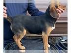 Beagle PUPPY FOR SALE ADN-780988 - Beagle male