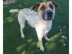 Adopt KAHOLO a Australian Cattle Dog / Blue Heeler