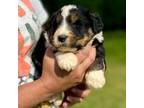 Aussiedoodle Puppy for sale in Eastman, GA, USA