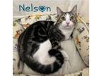 Adopt Nelson a Domestic Short Hair