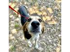Adopt General Lee a Mixed Breed