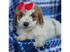 Goldendoodle Puppy for sale in Grabill, IN, USA