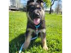 German Shepherd Dog Puppy for sale in South Whitley, IN, USA