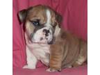 Bulldog Puppy for sale in Allentown, PA, USA