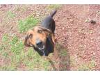 Adopt JASPER a Black and Tan Coonhound, Mixed Breed