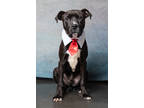 Adopt Marko-ADOPTED a Pit Bull Terrier, Mixed Breed