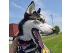 Adopt Henry a Husky