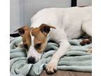 Adopt Alvin a Jack Russell Terrier