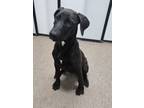 Adopt Teddy a Doberman Pinscher, Labrador Retriever