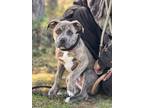 Adopt Marvel a Mixed Breed