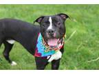 Adopt WILLIAM a American Staffordshire Terrier, Mixed Breed