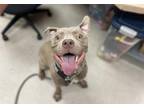 Adopt SPRITE a Pit Bull Terrier