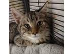 Adopt Alfalfa a Domestic Short Hair