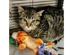 Adopt Goober a Domestic Short Hair