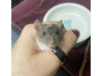 Adopt Heehaw a Rat
