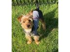 Adopt Benny a Yorkshire Terrier