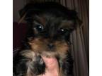 Yorkshire Terrier Puppy for sale in Colbert, GA, USA