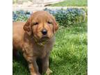 Golden Retriever Puppy for sale in Apple Creek, OH, USA