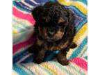 Poodle (Toy) Puppy for sale in Ravenna, OH, USA