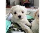 Maltese Puppy for sale in Raeford, NC, USA