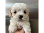 Maltese Puppy for sale in Raeford, NC, USA