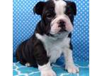 Bulldog Puppy for sale in Wheeling, WV, USA