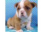 Bulldog Puppy for sale in Wheeling, WV, USA