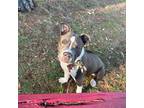 American Staffordshire Terrier Puppy for sale in Dillon, SC, USA