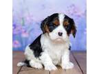 Cavalier King Charles Spaniel Puppy for sale in North Adams, MI, USA