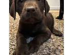 Labrador Retriever Puppy for sale in Idaho Falls, ID, USA