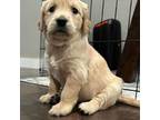 Golden Retriever Puppy for sale in Cedar Falls, IA, USA