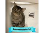 Adopt Eddie a Domestic Short Hair