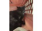 Adopt Binx a Domestic Short Hair