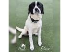 Adopt Elvis a Spaniel, Beagle