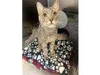 Adopt Hungry Hippo a Domestic Short Hair