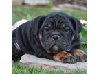 Bulldog Puppy for sale in Rebersburg, PA, USA