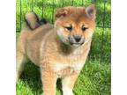 Shiba Inu Puppy for sale in Renville, MN, USA