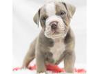 Olde English Bulldogge Puppy for sale in Jones, MI, USA