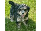 Poodle (Toy) Puppy for sale in Ravenna, OH, USA