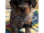Poodle (Toy) Puppy for sale in Ravenna, OH, USA