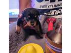 Rottweiler Puppy for sale in Ewing, NJ, USA