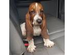 Basset Hound Puppy for sale in Cross City, FL, USA