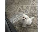 Maltipoo Puppy for sale in Meridian, ID, USA