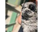 Chow Chow Puppy for sale in Bakersfield, CA, USA