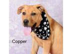 Adopt Copper a Labrador Retriever