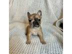 French Bulldog Puppy for sale in Orland Park, IL, USA