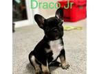 Draco JR