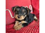 Yorkshire Terrier Puppy for sale in Williams, IN, USA
