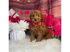 Mutt Puppy for sale in Homewood, IL, USA