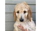 Mutt Puppy for sale in Genoa, NE, USA